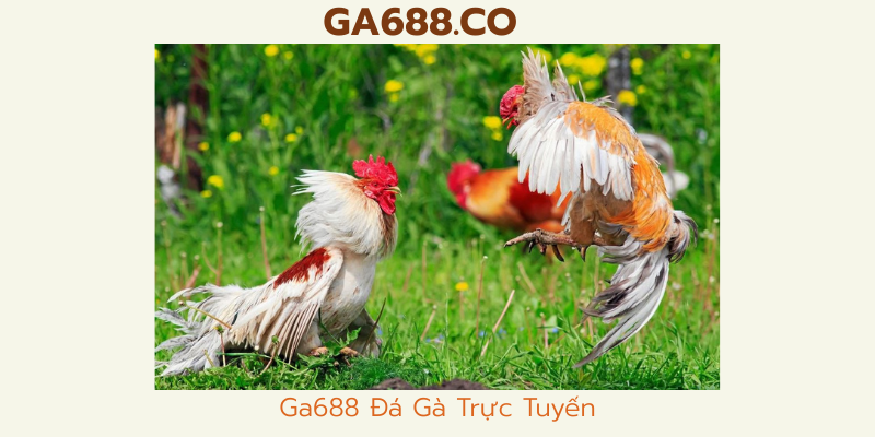  Ga688 Đá Gà Trực Tuyến 