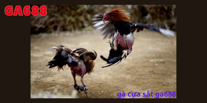 Hướng dẫn cách đặt cược đá gà cựa sắt tại Ga688
