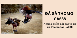 Giới thiệu chung về đá gà Thomo tại Ga688