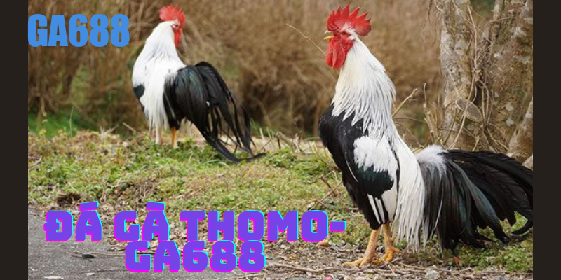 Những điểm nổi bật về đá gà Thomo tại Ga688 Những điểm nổi bật về đá gà Thomo tại Ga688