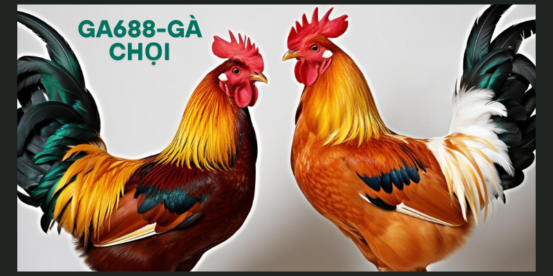 Kinh nghiệm cá cược đá gà chọi tại Ga688 hiệu quả