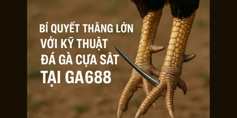 Đá Gà Cựa Sắt – Môn Thể Thao Của Sự Tính Toán Và Bản Lĩnh